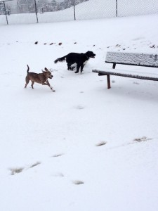 To make up for my slackerhood, here's a random picture of puppies frolicking in the snow.